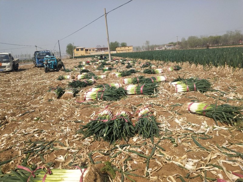 走脱水厂大葱大量上市，基地供应，羊角大葱，