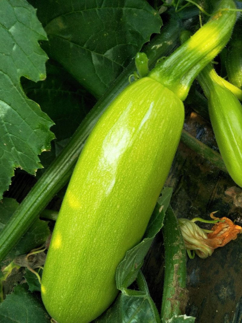 绿皮西胡芦