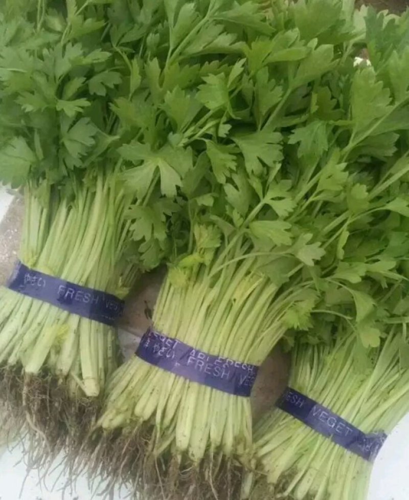 山芹苗，芹苗，娃娃芹，芹菜苗，香芹苗，特菜，常年批发