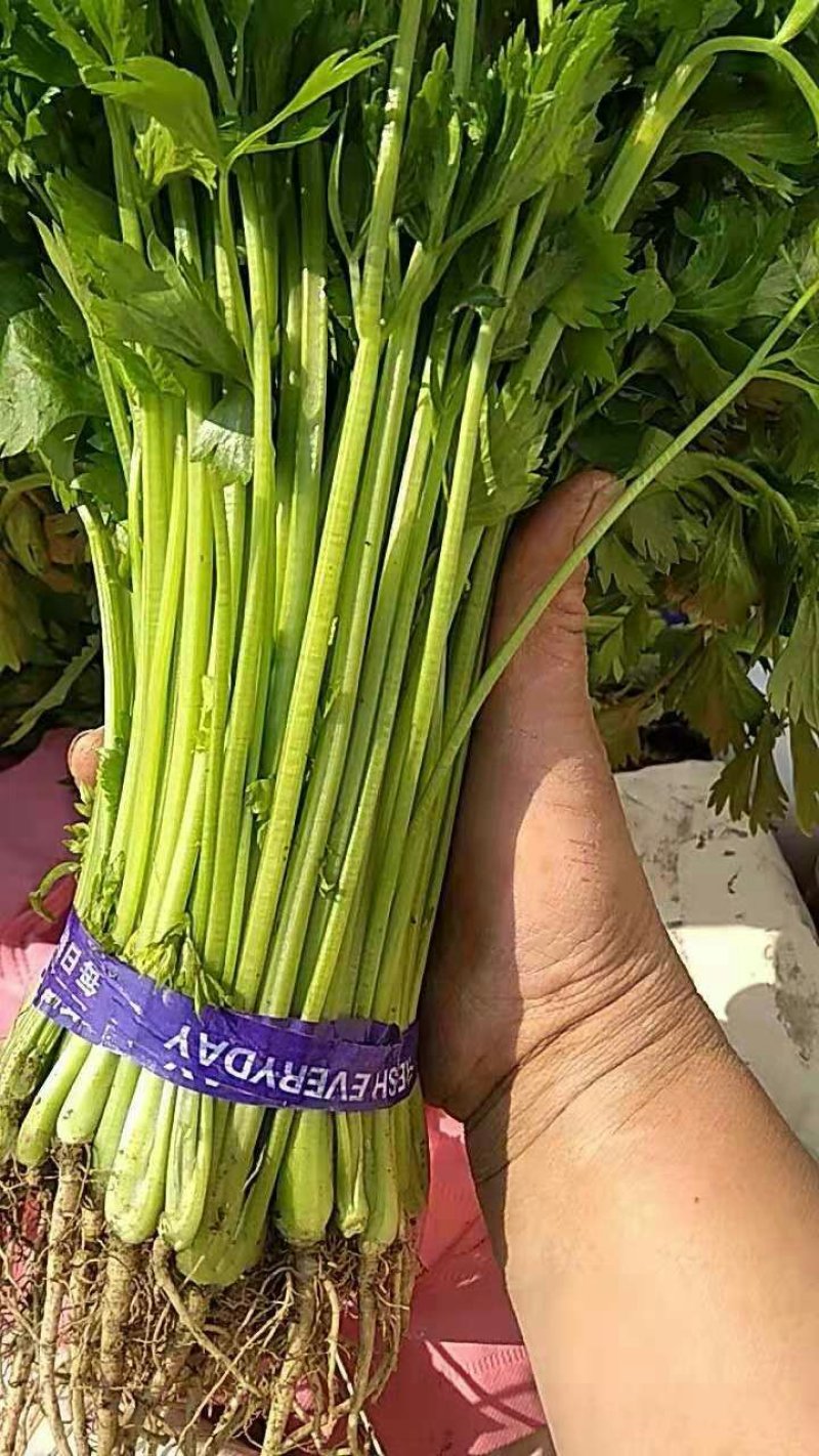 山芹苗，芹苗，娃娃芹，芹菜苗，香芹苗，特菜，常年批发
