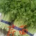 山芹苗，芹苗，娃娃芹，芹菜苗，香芹苗，特菜，常年批发