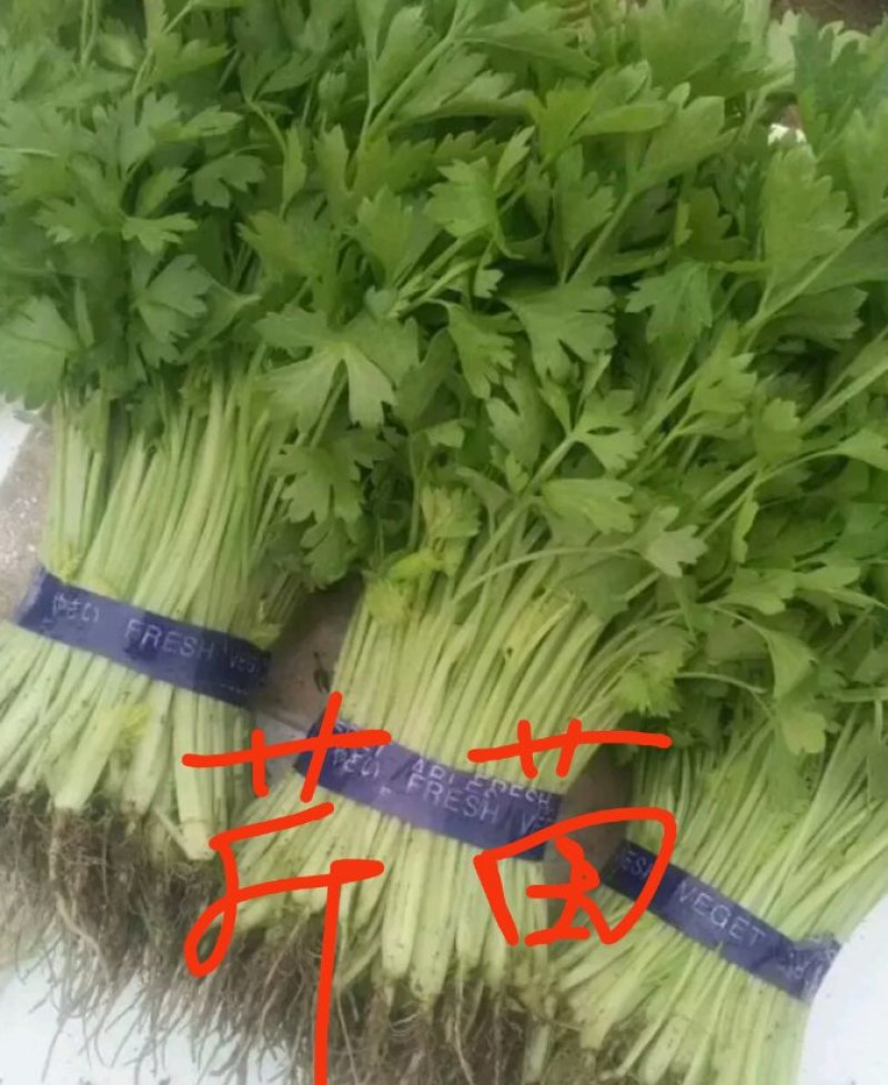 山芹苗，芹苗，娃娃芹，芹菜苗，香芹苗，特菜，常年批发