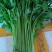 山芹苗，芹苗，娃娃芹，芹菜苗，香芹苗，特菜，常年批发
