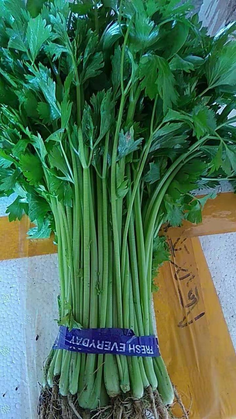 山芹苗，芹苗，娃娃芹，芹菜苗，香芹苗，特菜，常年批发