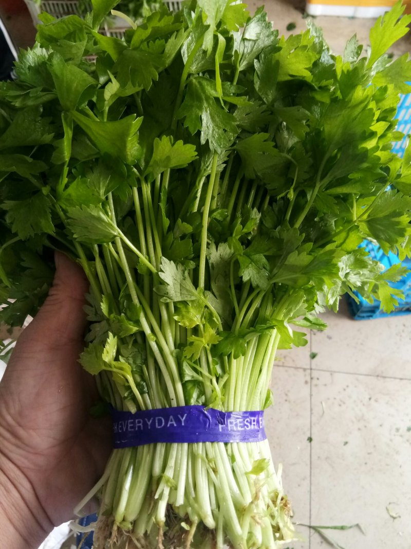 山芹苗，芹苗，娃娃芹，芹菜苗，香芹苗，特菜，常年批发