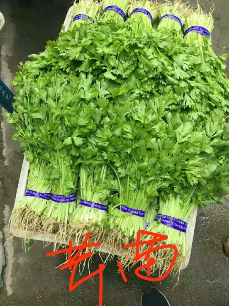 山芹苗，芹苗，娃娃芹，芹菜苗，香芹苗，特菜，常年批发