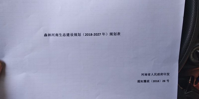 楸树大量出售3------5公分，预定中