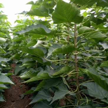 楸树大量出售3------5公分，预定中