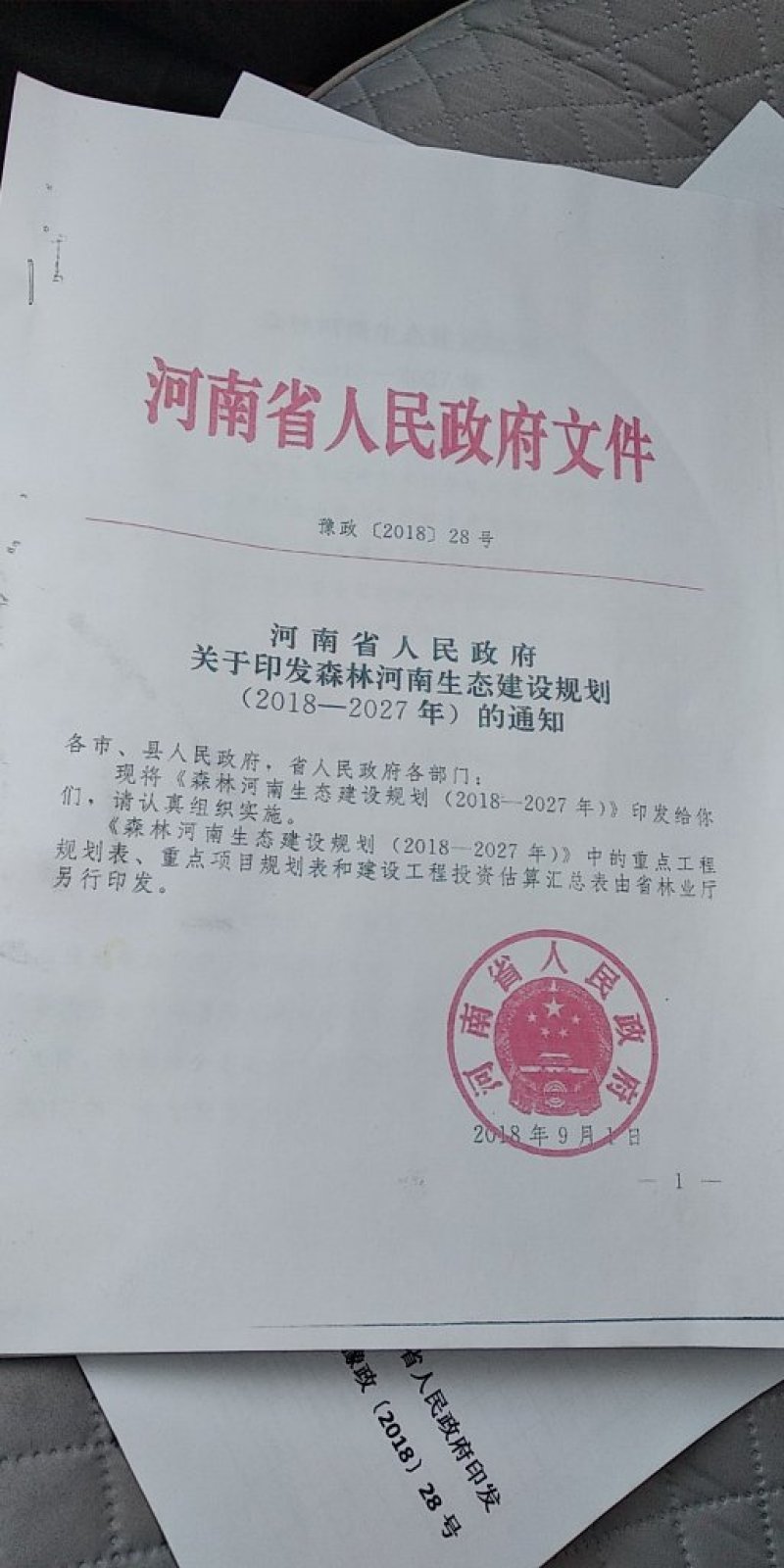 楸树大量出售3------5公分，预定中