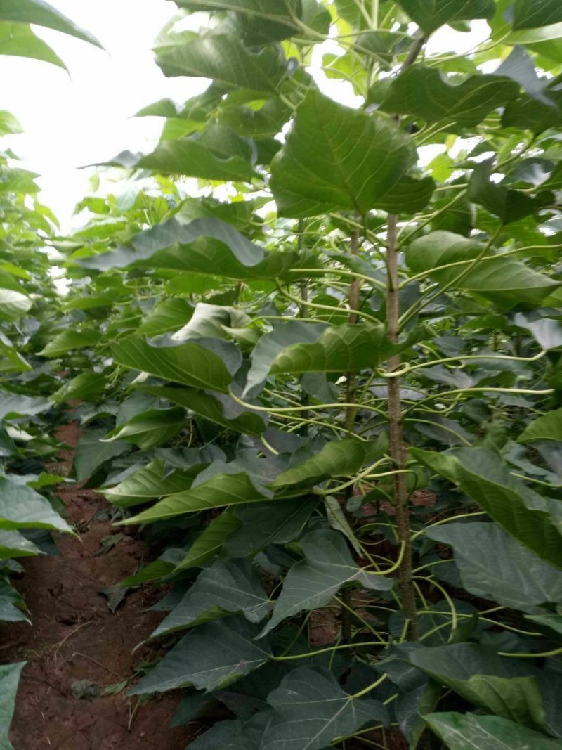 楸树大量出售3------5公分，预定中