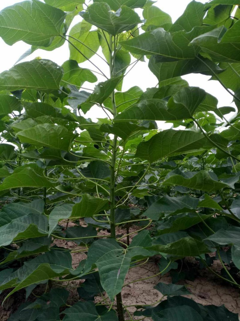楸树大量出售3------5公分，预定中
