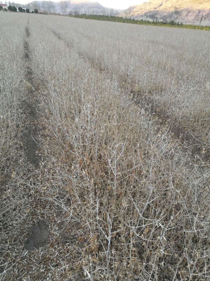 俄罗斯深秋红大果沙棘，中华小果沙棘苗成活百分之九十五以上