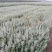 俄罗斯深秋红大果沙棘，中华小果沙棘苗成活百分之九十五以上