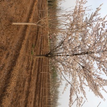 临沂樱花基地常年出售樱花染井吉野早樱晚樱8__25