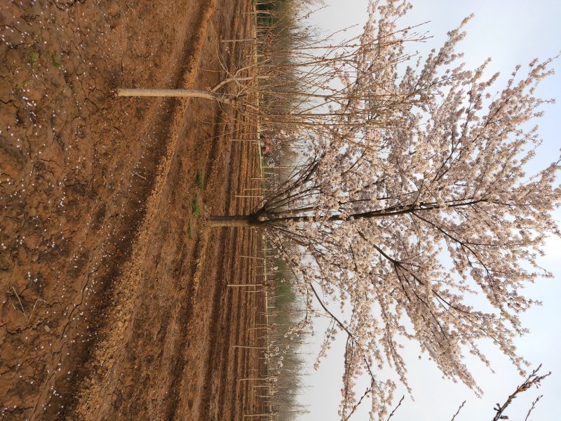 临沂樱花树基地常年出售樱花染井吉野早樱晚樱8-25