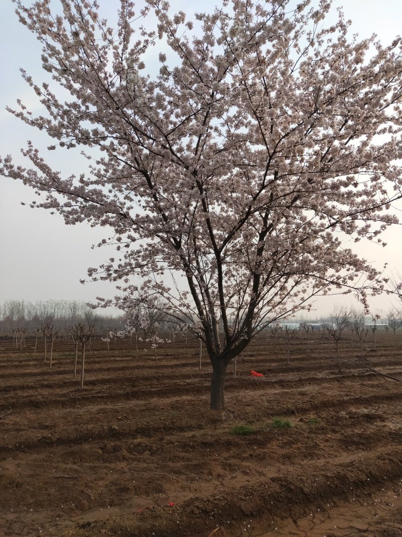 临沂樱花树基地常年出售樱花染井吉野早樱晚樱8-25