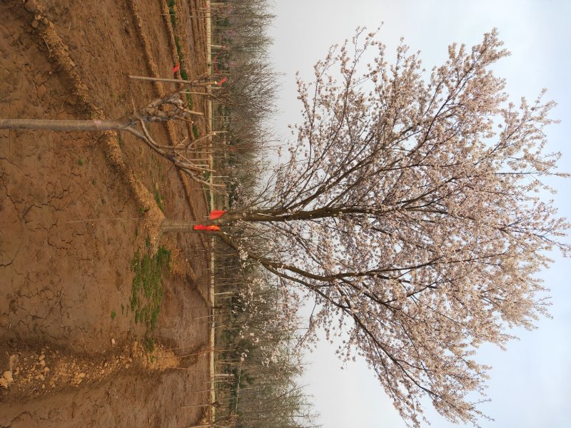 临沂樱花树基地常年出售樱花染井吉野早樱晚樱8-25