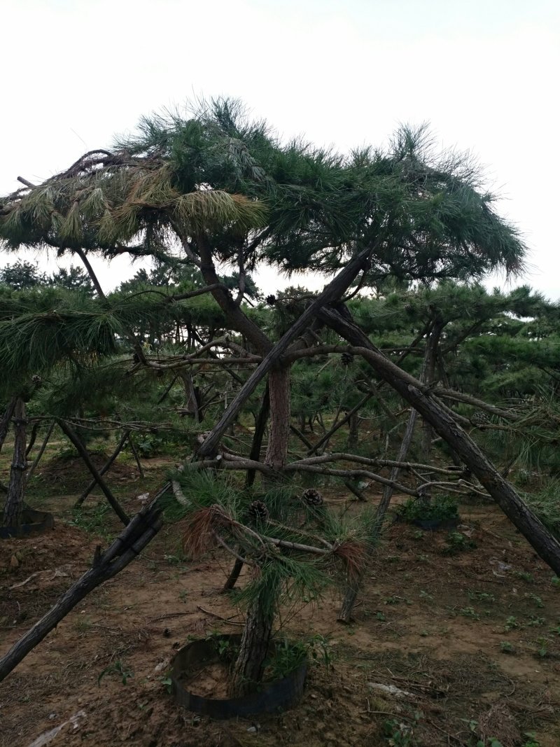 油松