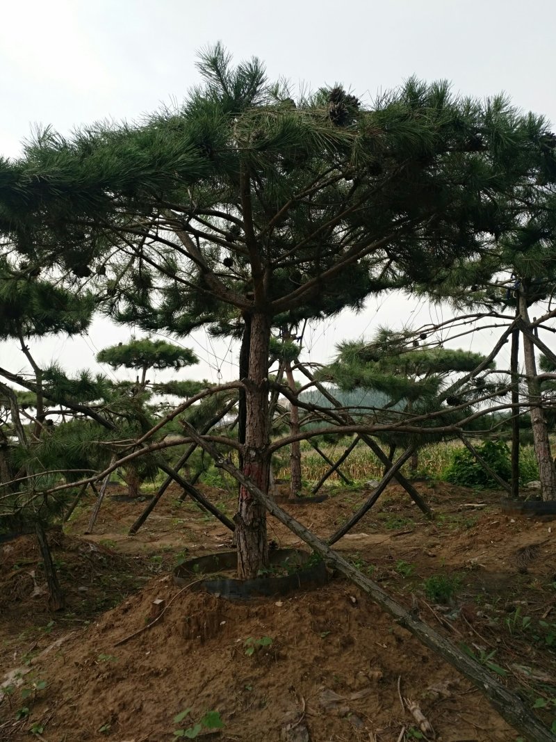 油松