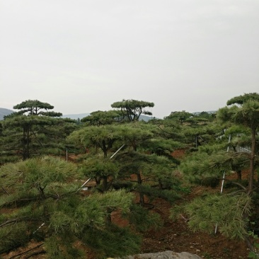 油松