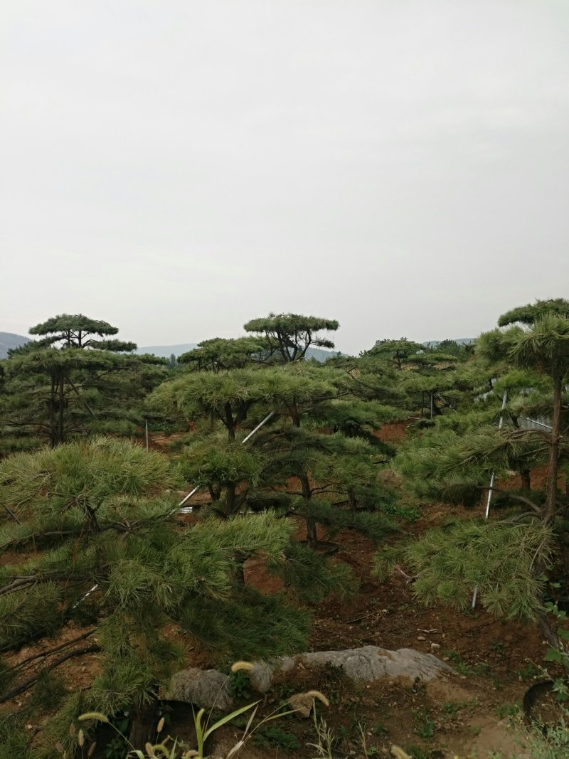 油松