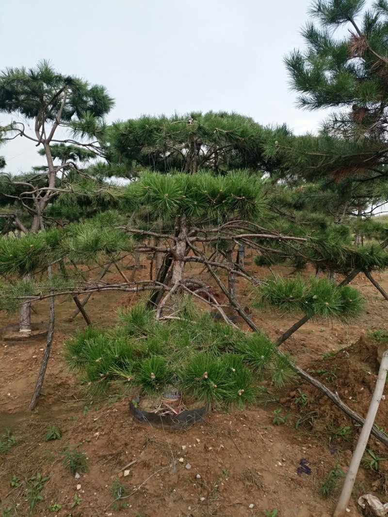 油松