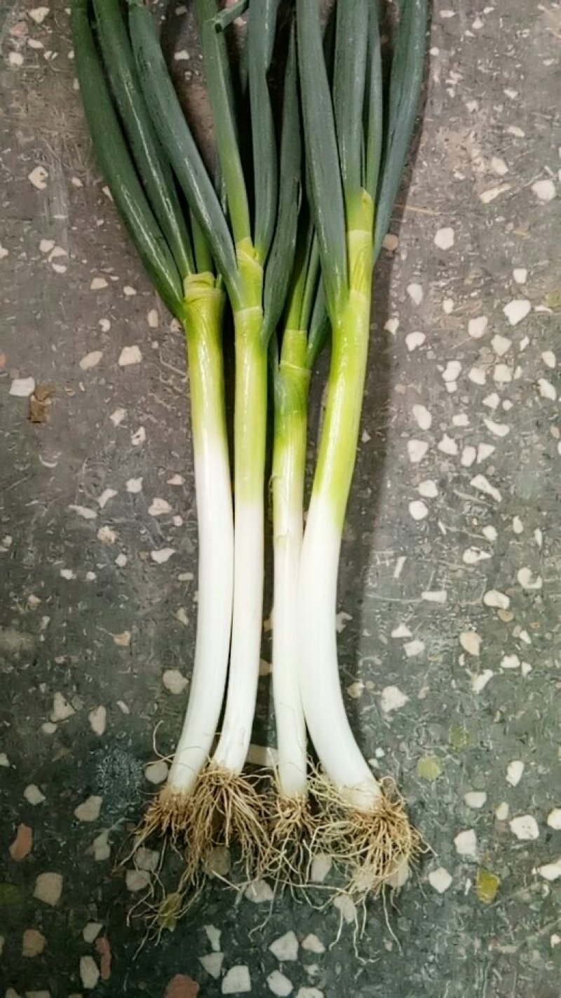 大葱
