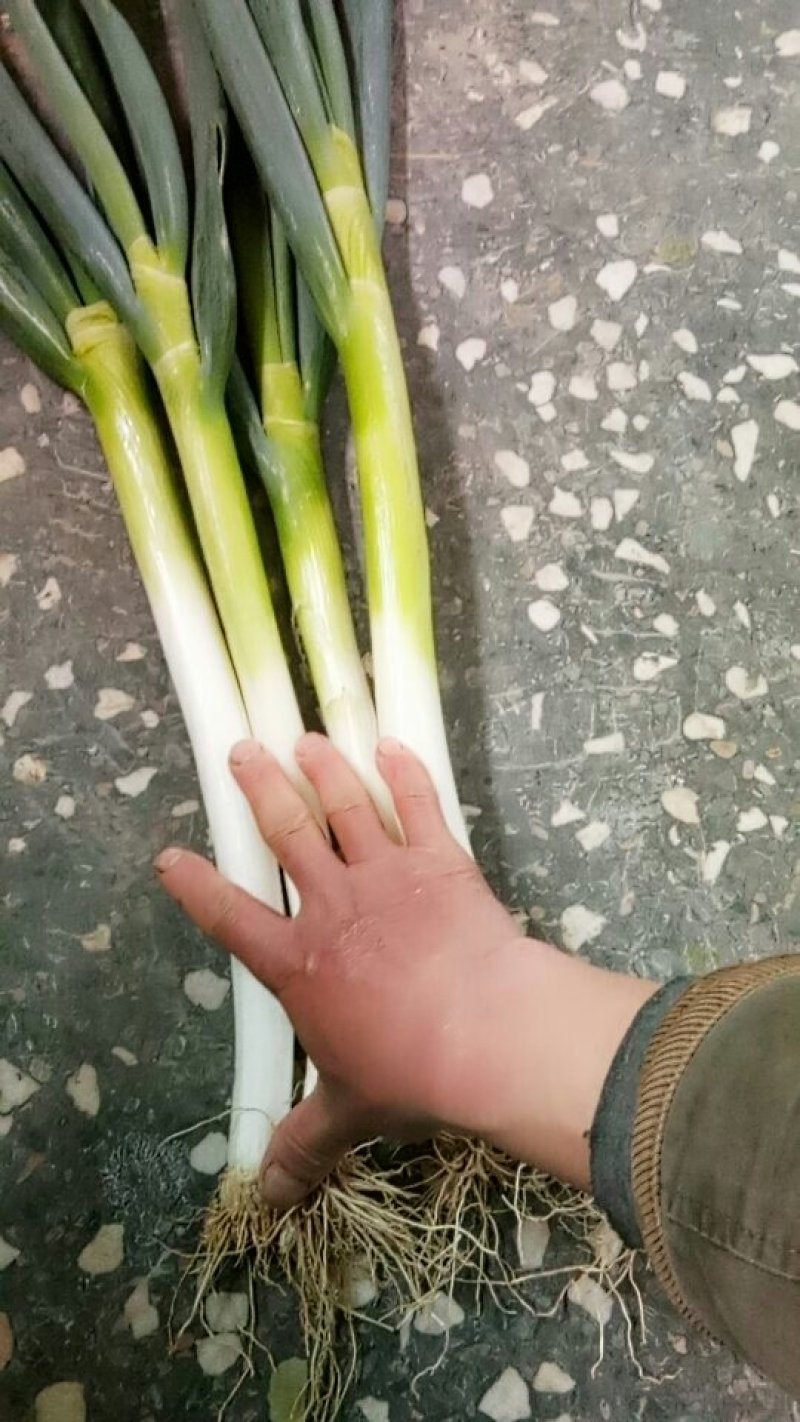 大葱