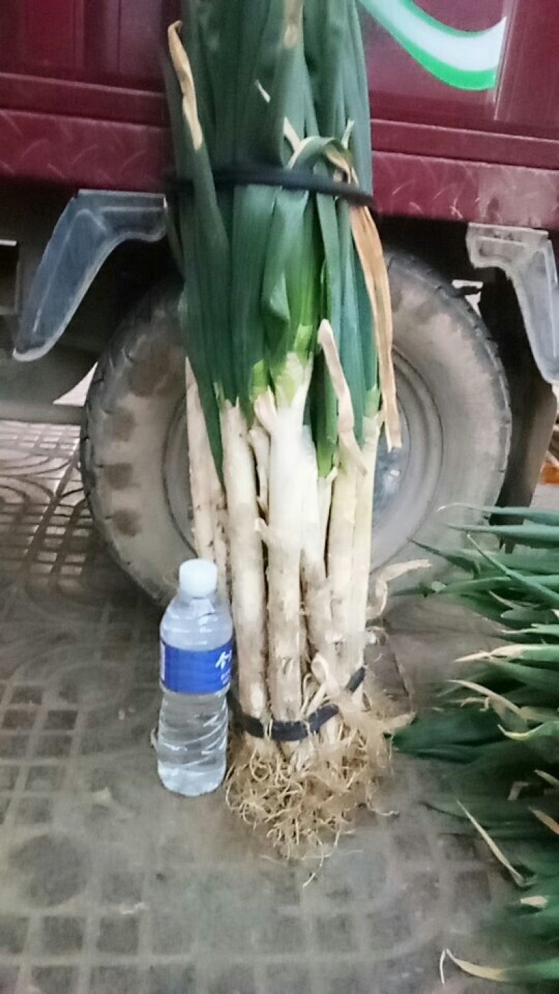 大葱