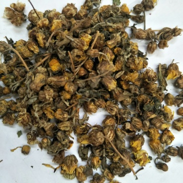 干野菊花