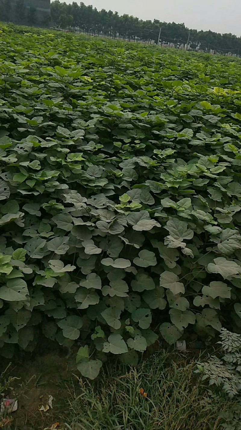 梓树。
