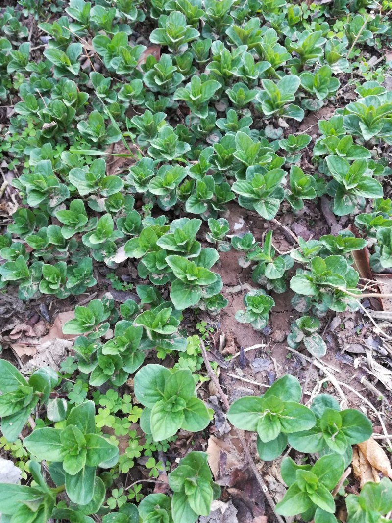 优质野生薄荷种苗～一次种植多年收益的野菜种苗
