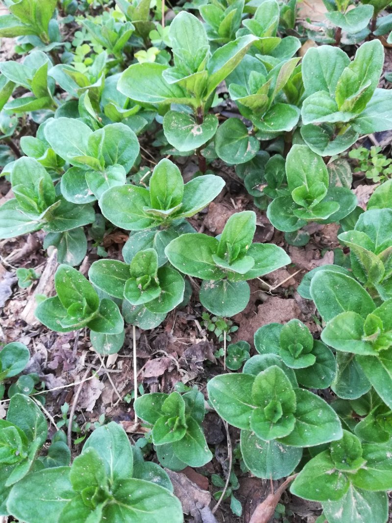 优质野生薄荷种苗～一次种植多年收益的野菜种苗