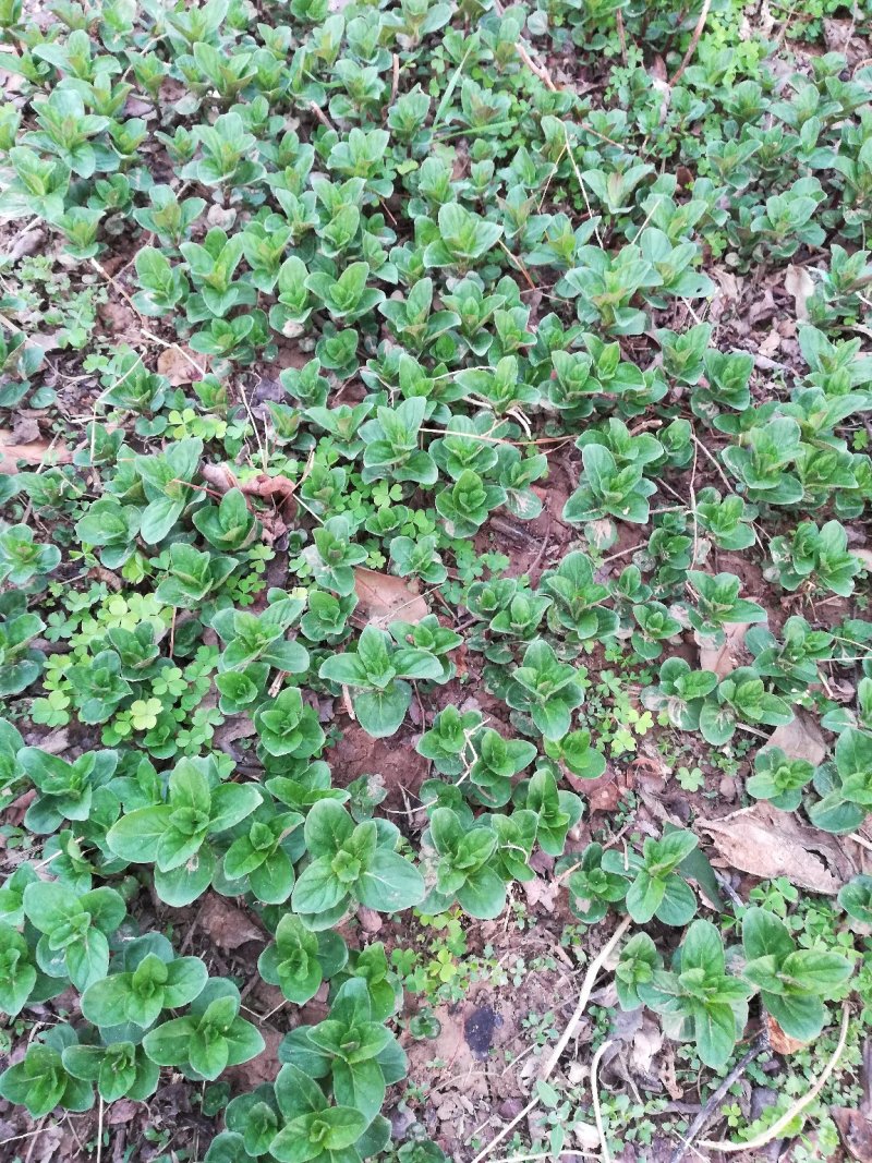 优质野生薄荷种苗～一次种植多年收益的野菜种苗