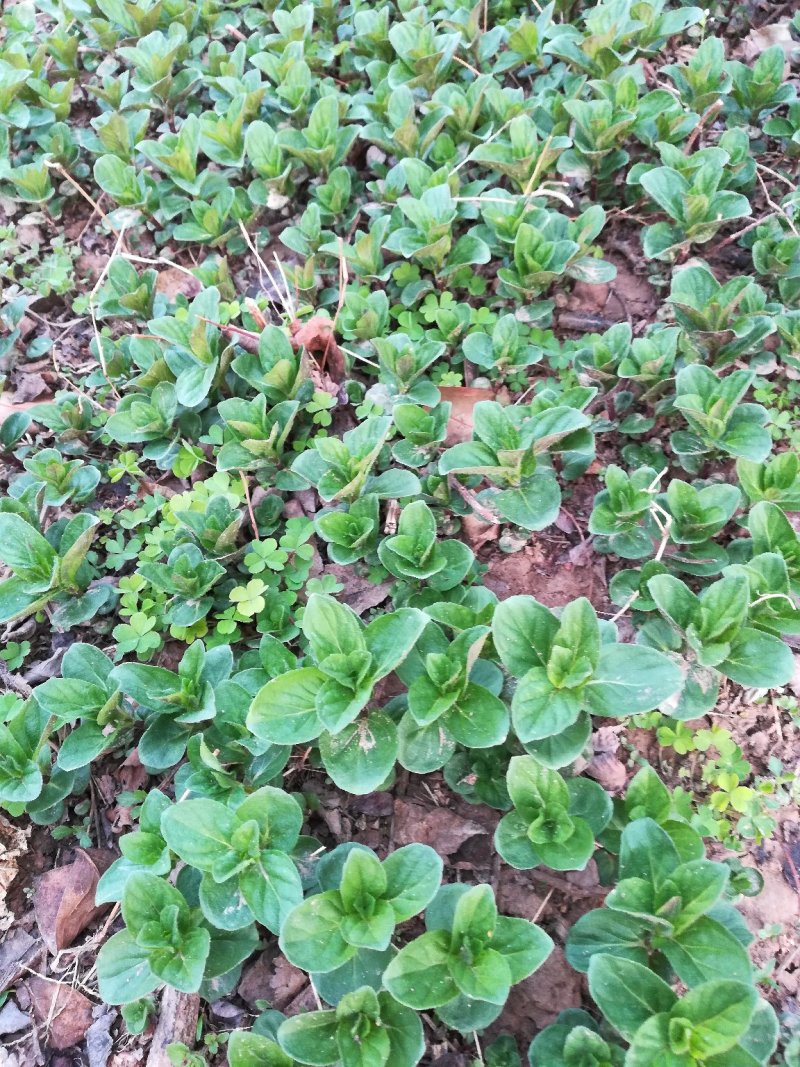 优质野生薄荷种苗～一次种植多年收益的野菜种苗