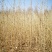 供应沙枣苗1年生沙枣苗高度50-100公分沙枣树苗