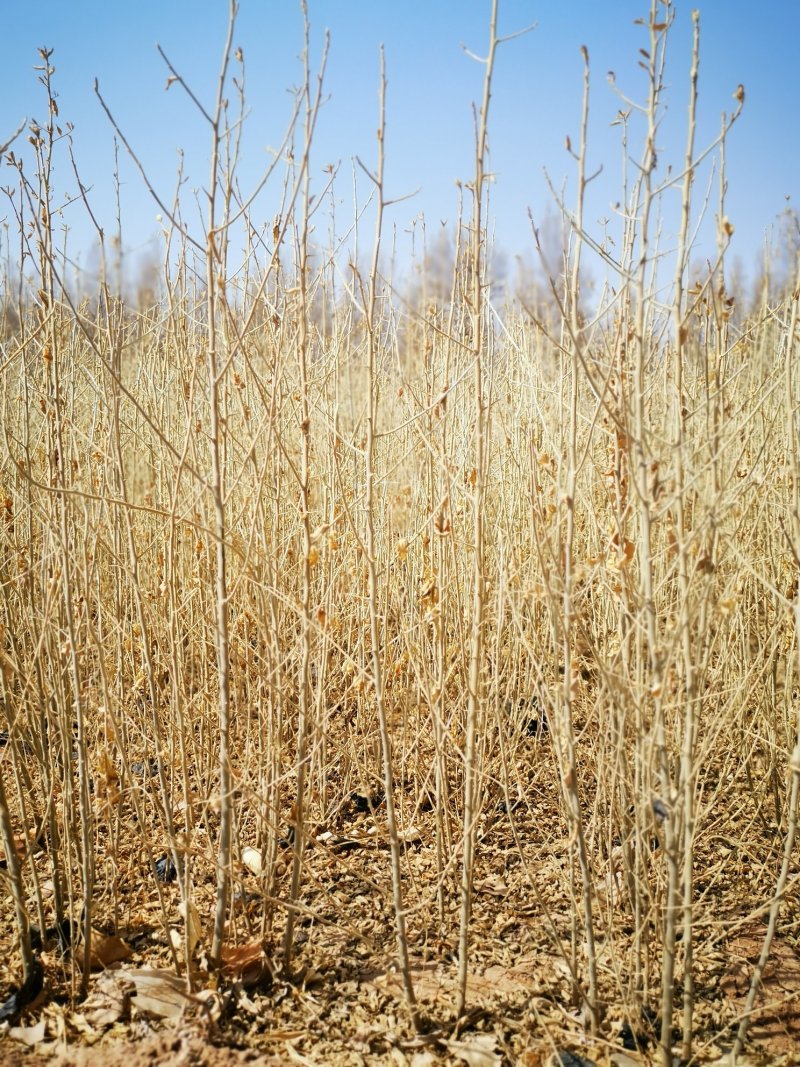供应沙枣苗1年生沙枣苗高度50-100公分沙枣树苗