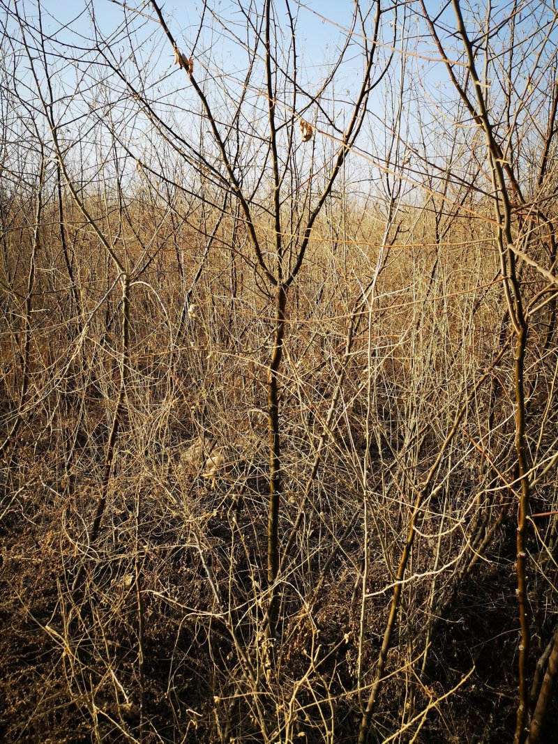 供应沙枣树1-5公分沙枣苗树