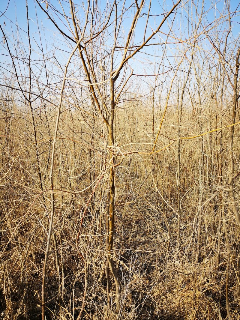 供应沙枣树1-5公分沙枣苗树