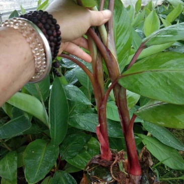 红香蕉苗、贵妃蕉