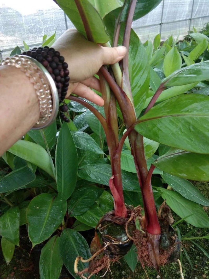 红香蕉苗、贵妃蕉