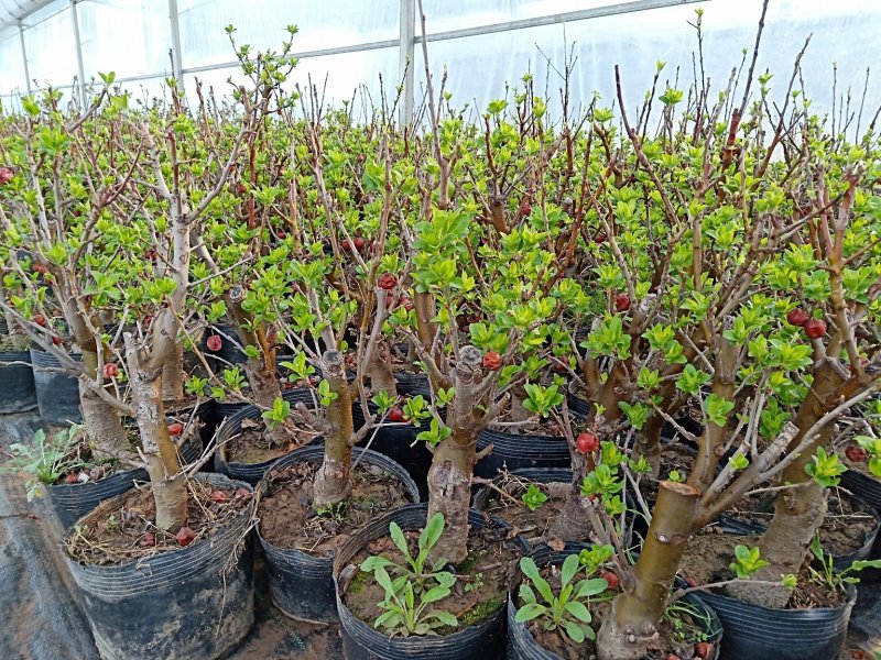 冬红果海棠可观花又可观果根茎4厘米粗29元包邮