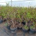 冬红果海棠可观花又可观果根茎4厘米粗29元包邮
