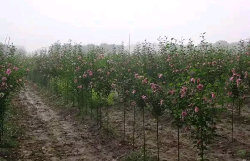 木槿苗苗高80公分左右死苗免费补发放心选购