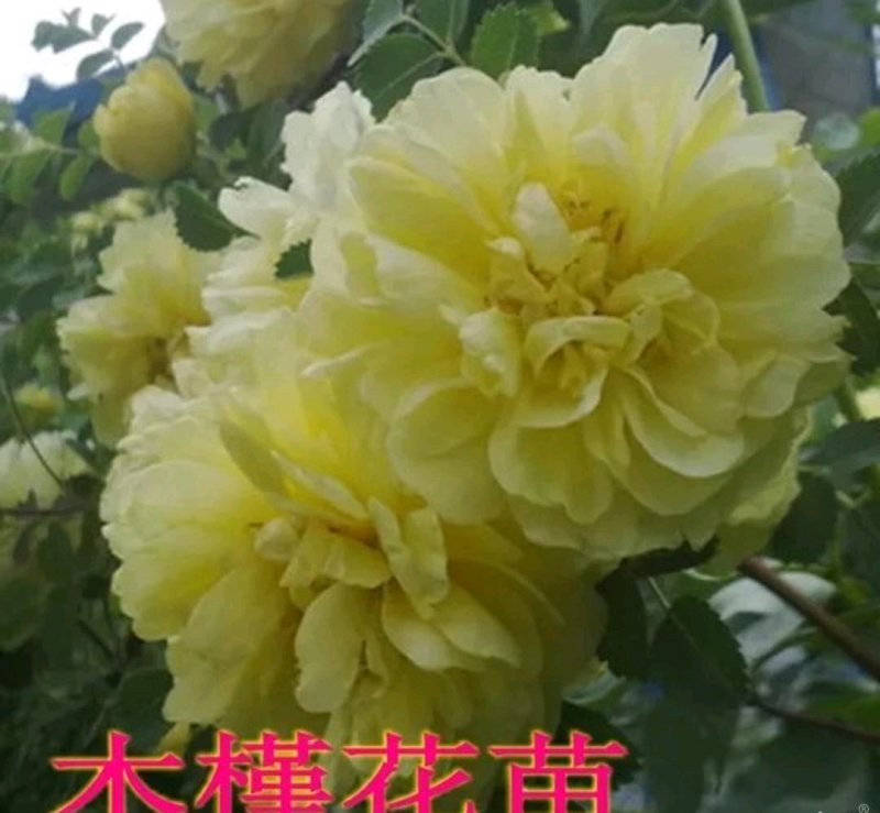 木槿苗苗高80公分左右死苗免费补发放心选购
