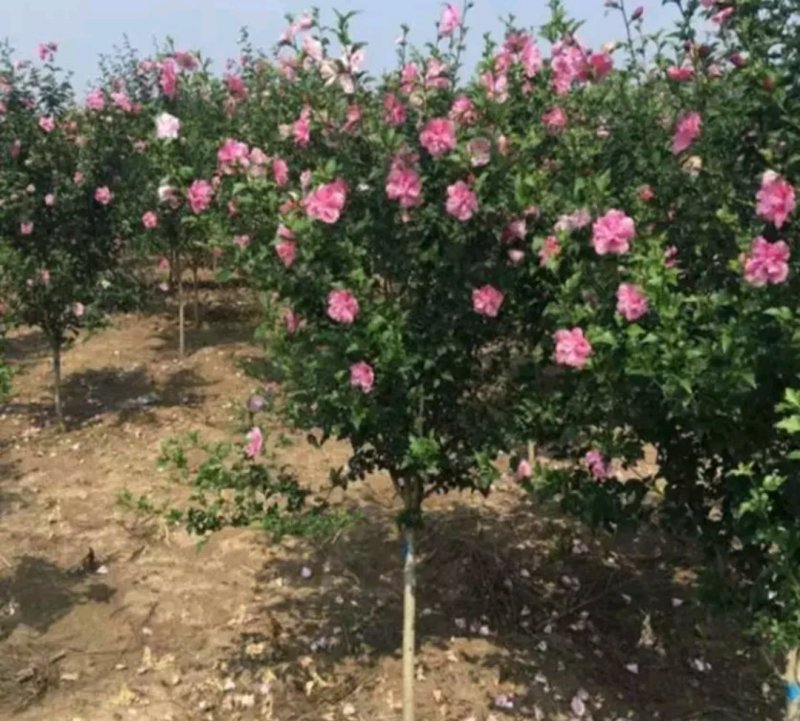 木槿苗苗高80公分左右死苗免费补发放心选购