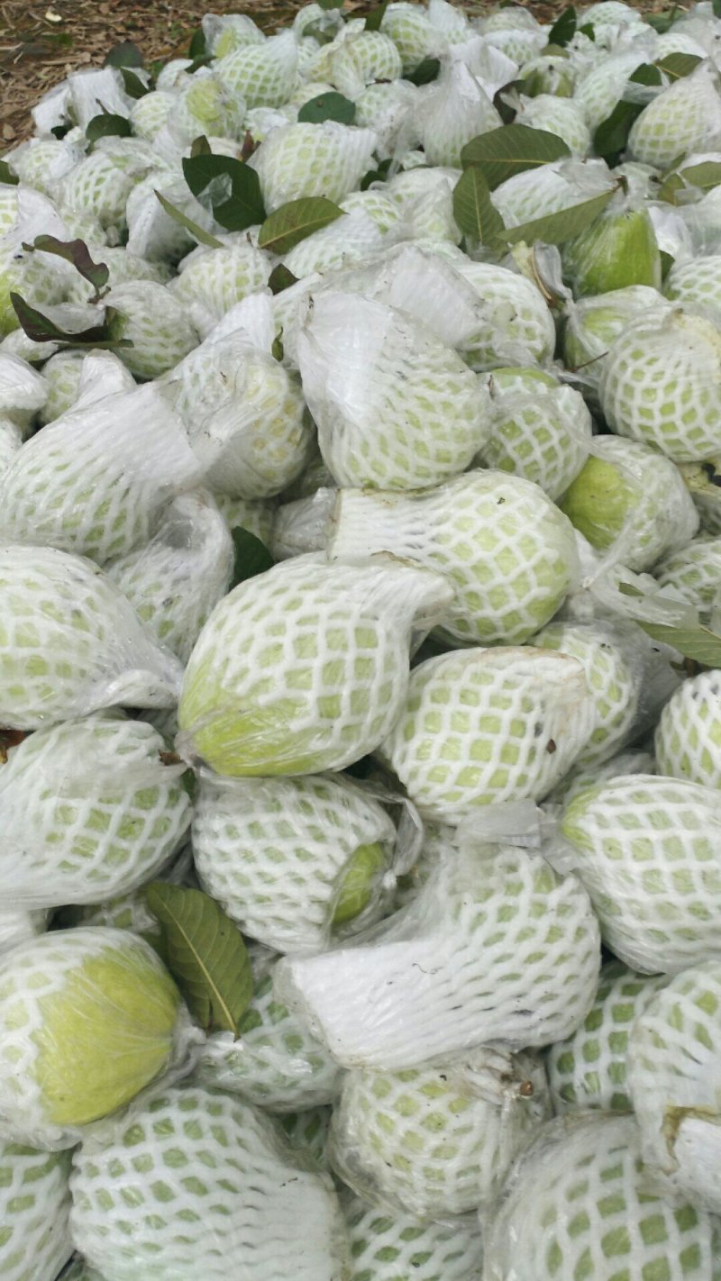 红白心番石榴