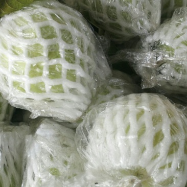 红白心番石榴