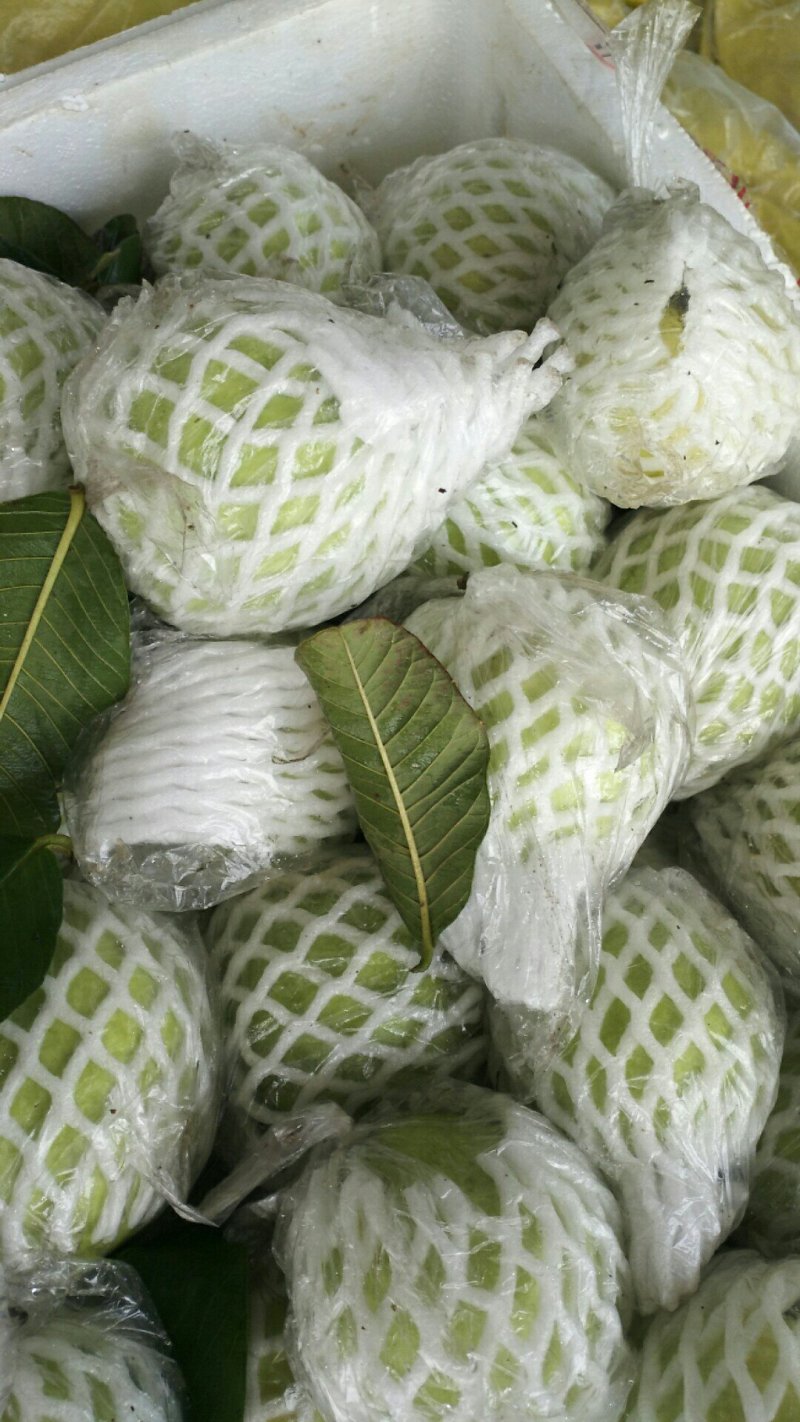 红白心番石榴