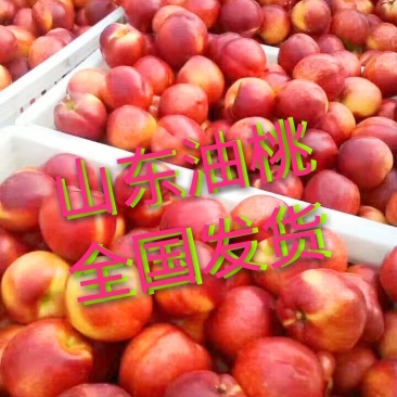 大棚油桃4号5号126油桃，产地看货价格便宜